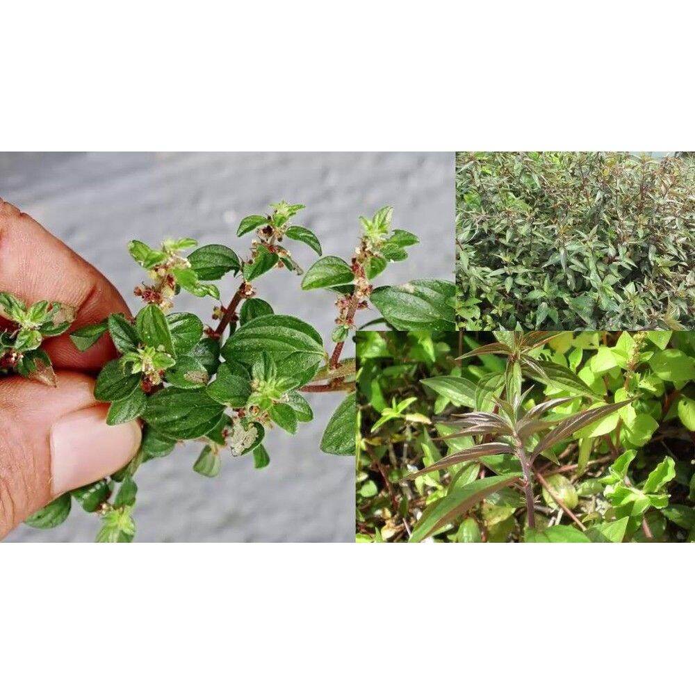 1kg cây bọ dòi tươi