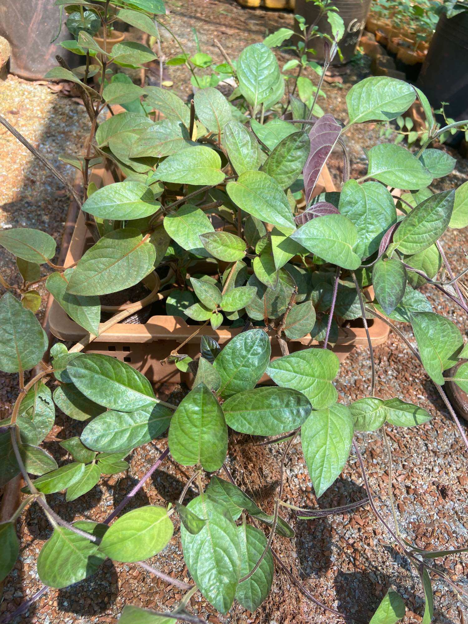 Cây giống lá mơ lông