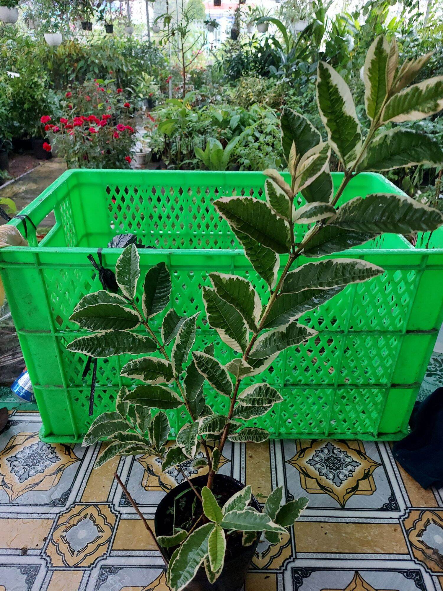 Cây ổi Cẩm Thạch ruột đỏ