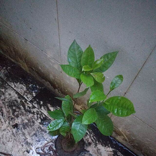 cây  trà xanh tân cương, bầu to, cao 30-50cm. như hình