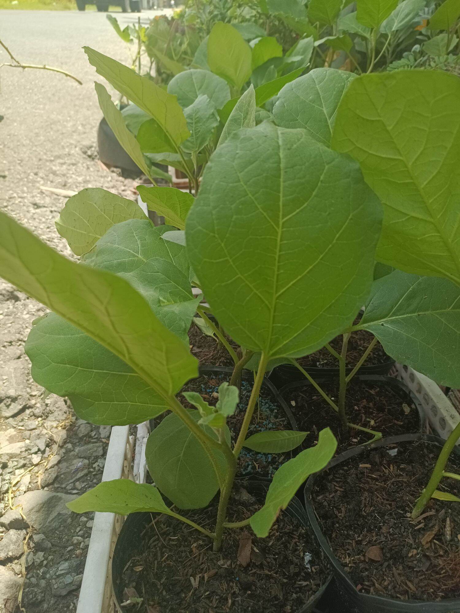 5 cây cà tím - cây giống