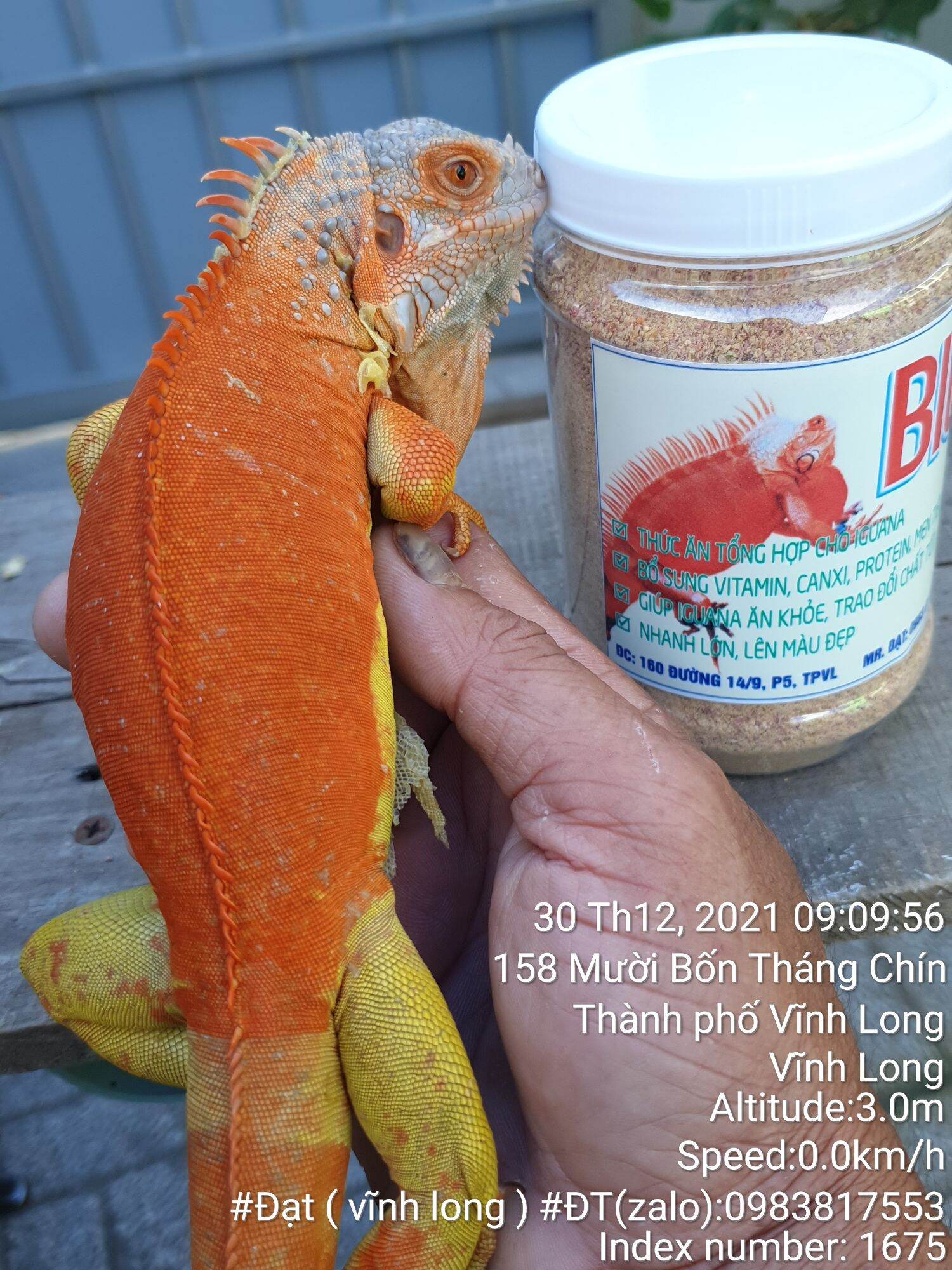 Thức ăn iguana big 300g