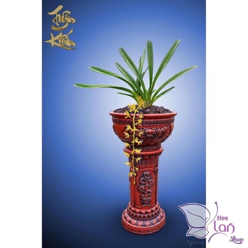 Hoa lan kiếm mix màu(1caay)