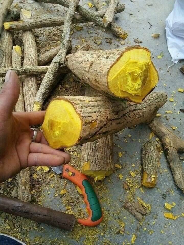 1kg cay mat gau