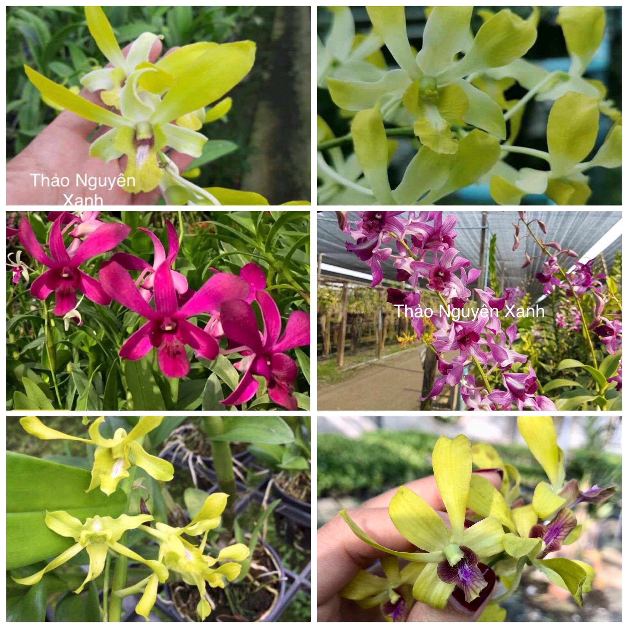 Combo 5 cây lan Dendro Nắng 5 màu