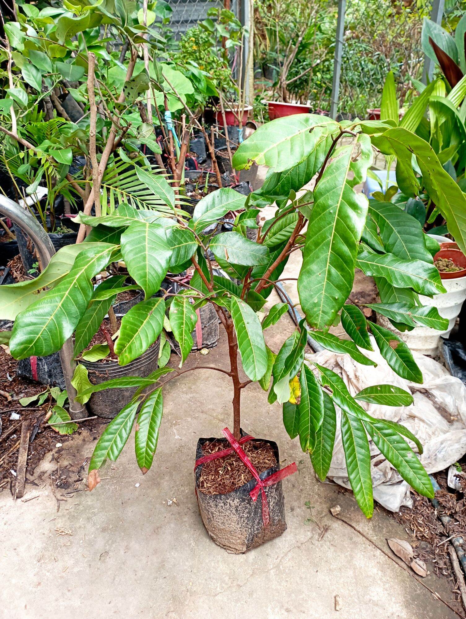cây giống nhãn IDO thái