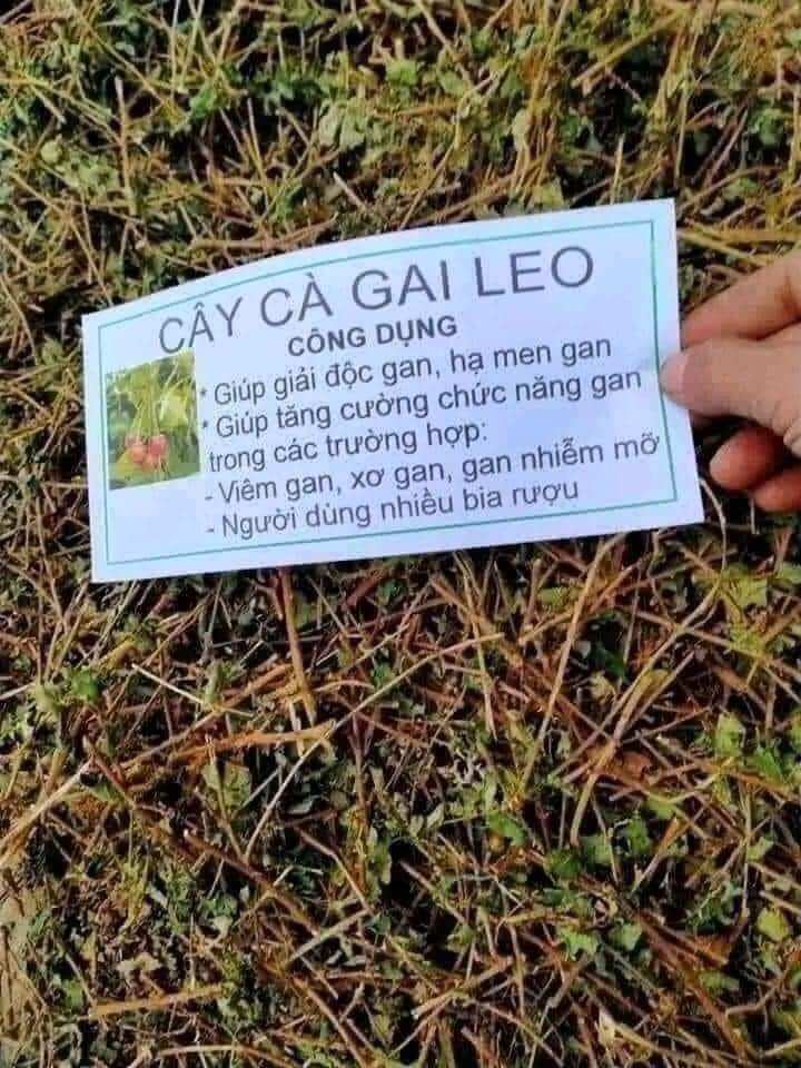 Cà gai leo phơi khô