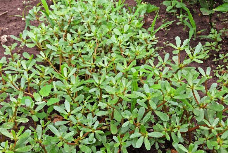 1gr - hạt giống rau sam