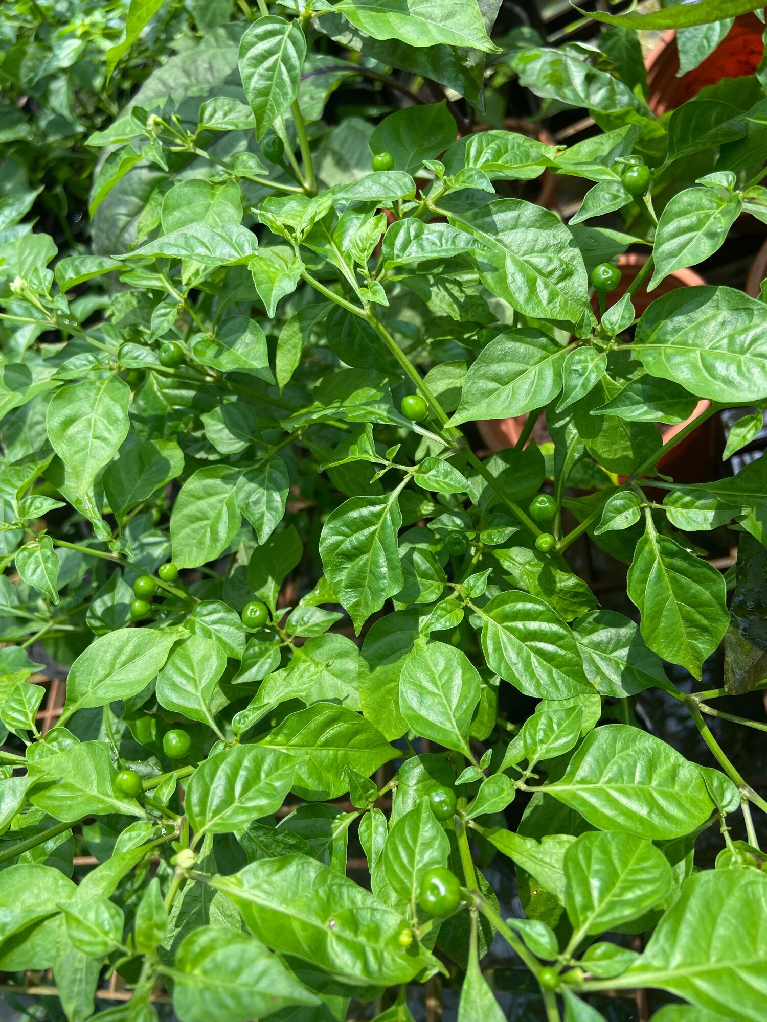 Cây ớt charapita