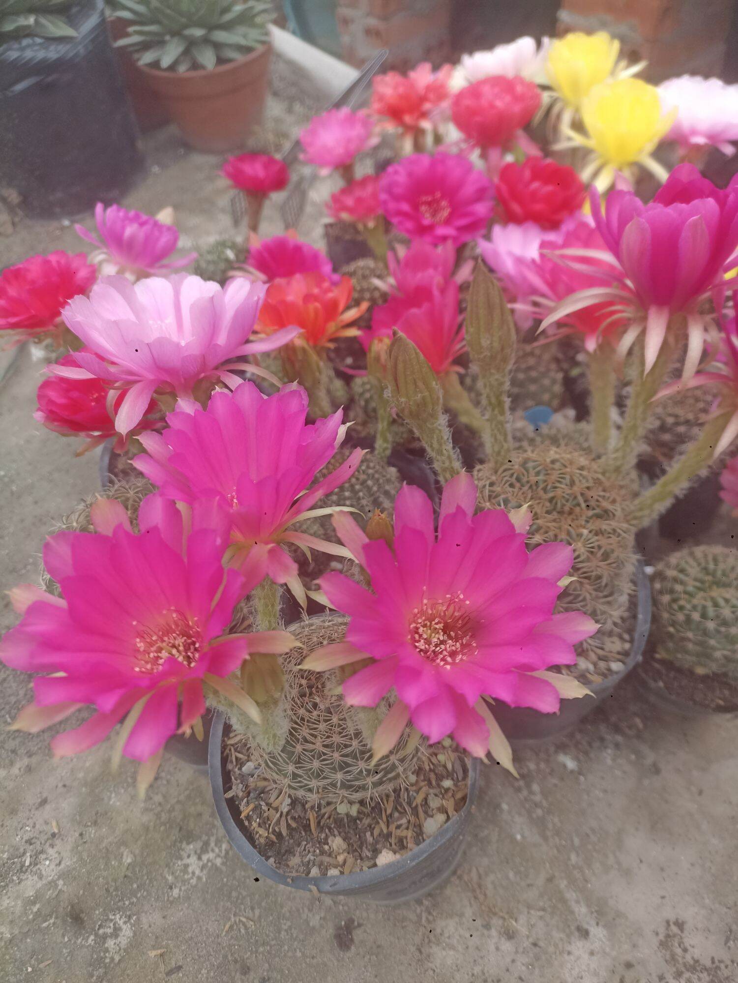 Xương Rồng Lobi Chọn màu hoa