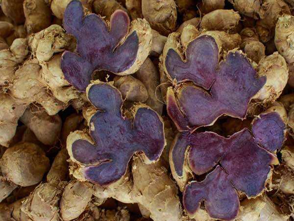 Gừng Đen( ngãi đen,ngãi tím) 100g loại mọc Rừng tự nhiên