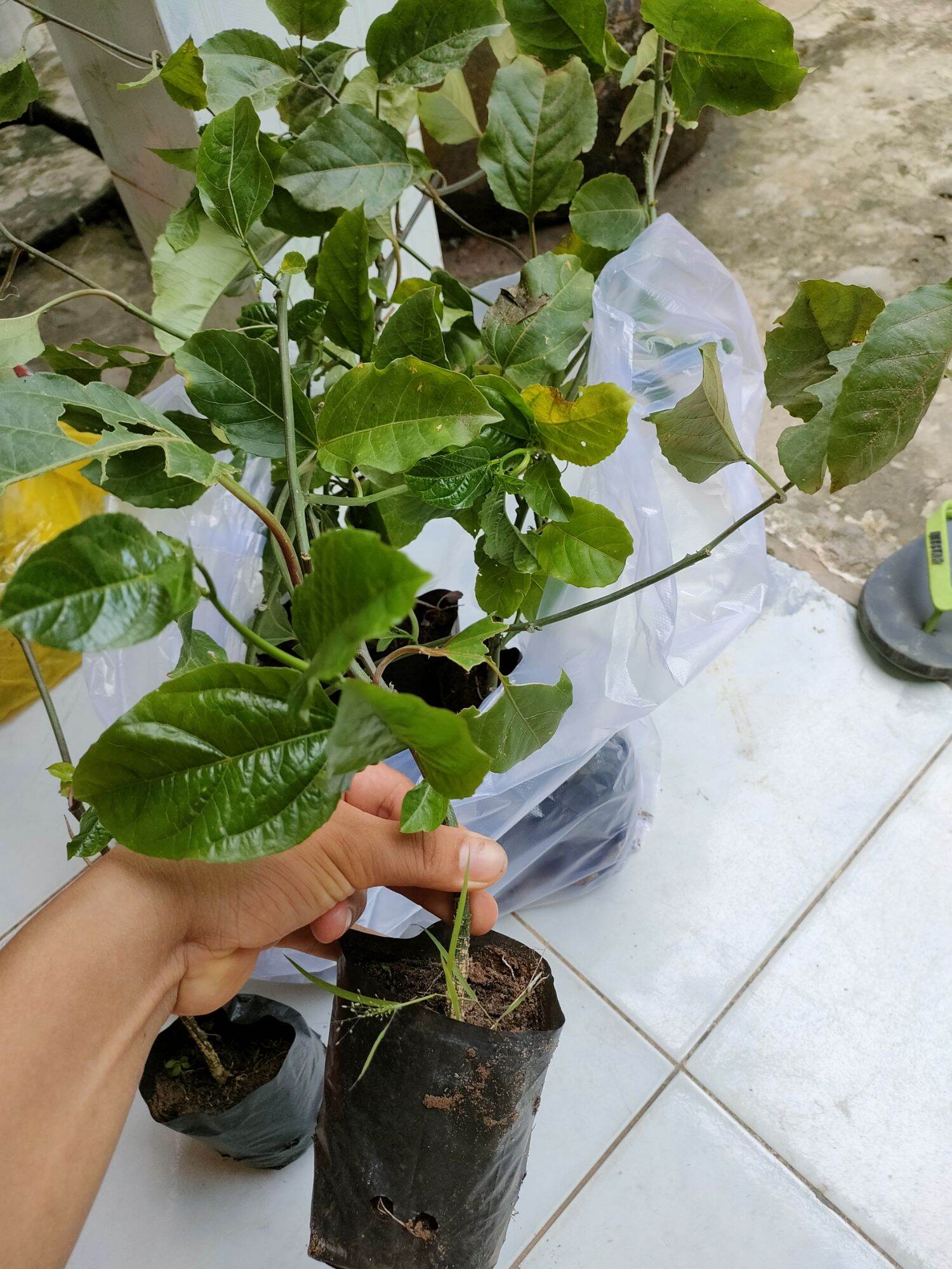 Cây chanh dây giống