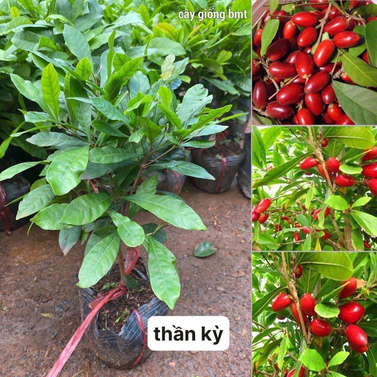 Cây giống thần kì