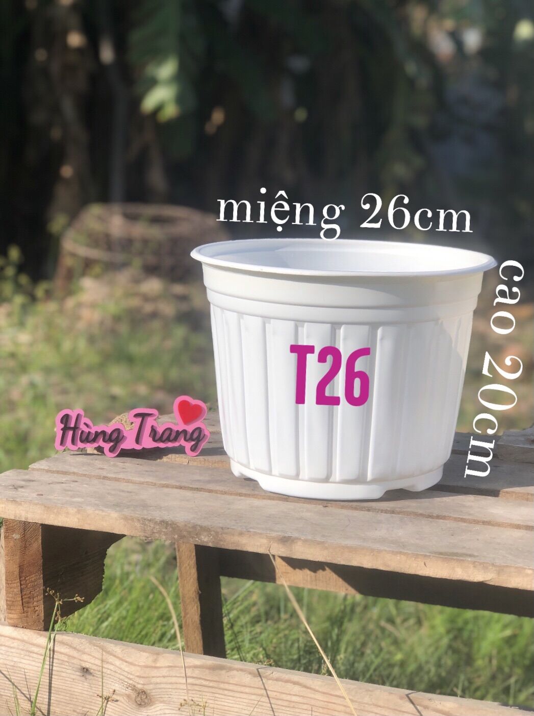 Chậu nhựa Trắng T26 combo 10 chậu