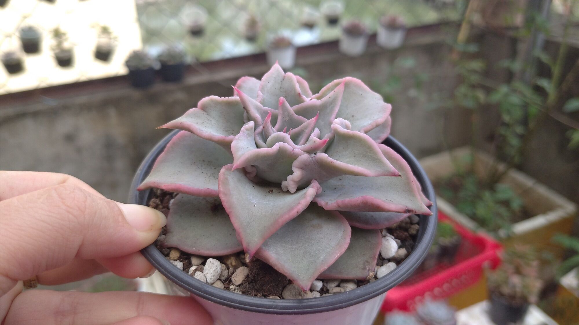 Sen đá Madiba size 8cm