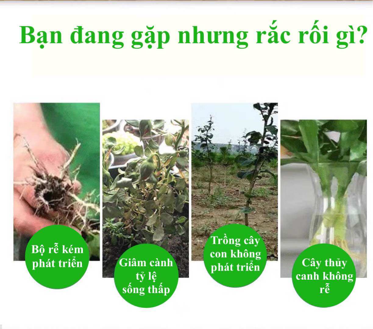 Kích rễ APT Trung Quốc 10gr