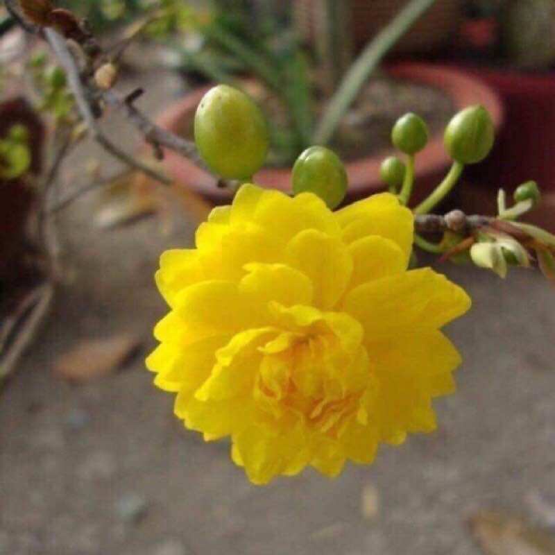 Cây mai vàng giống