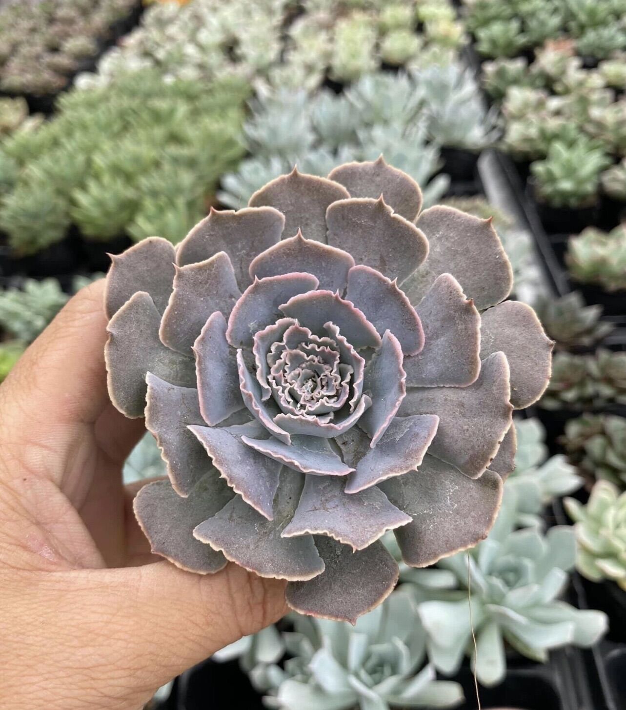 Sen đá bắp cải size bầu 5-7cm