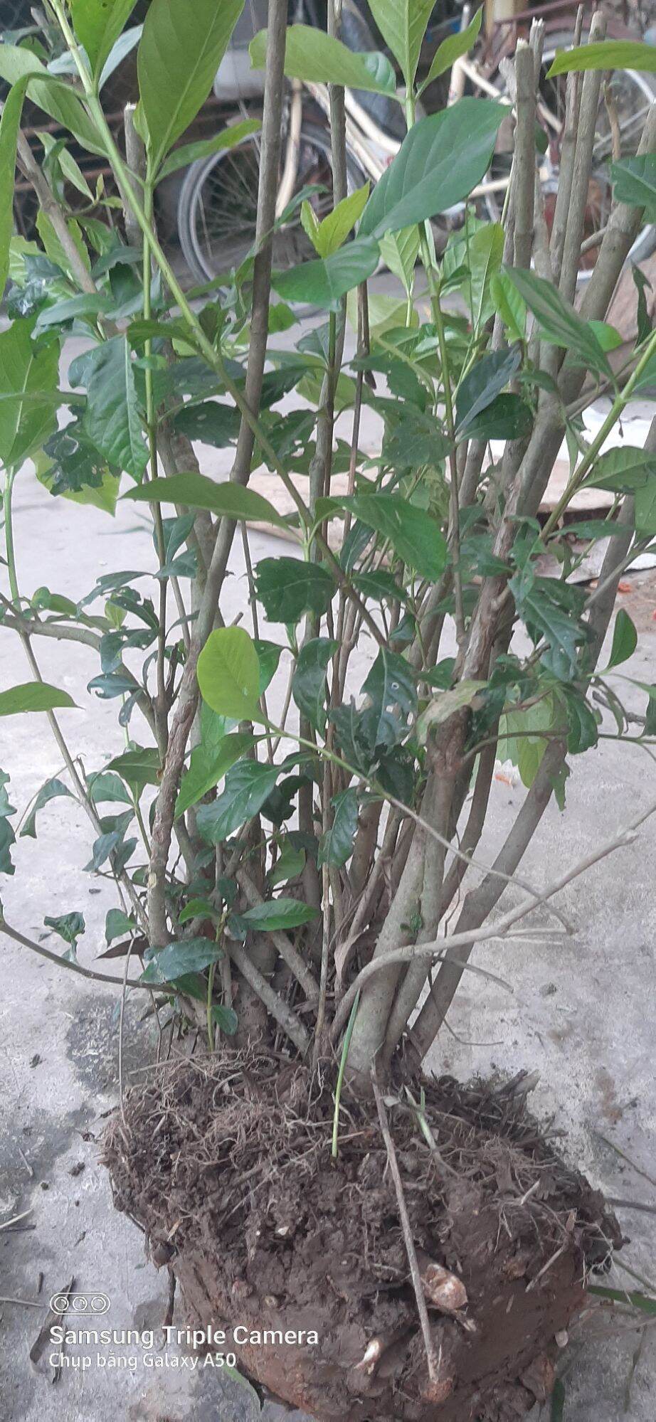 Cây dành dành 6 cánh (gốc zeri)