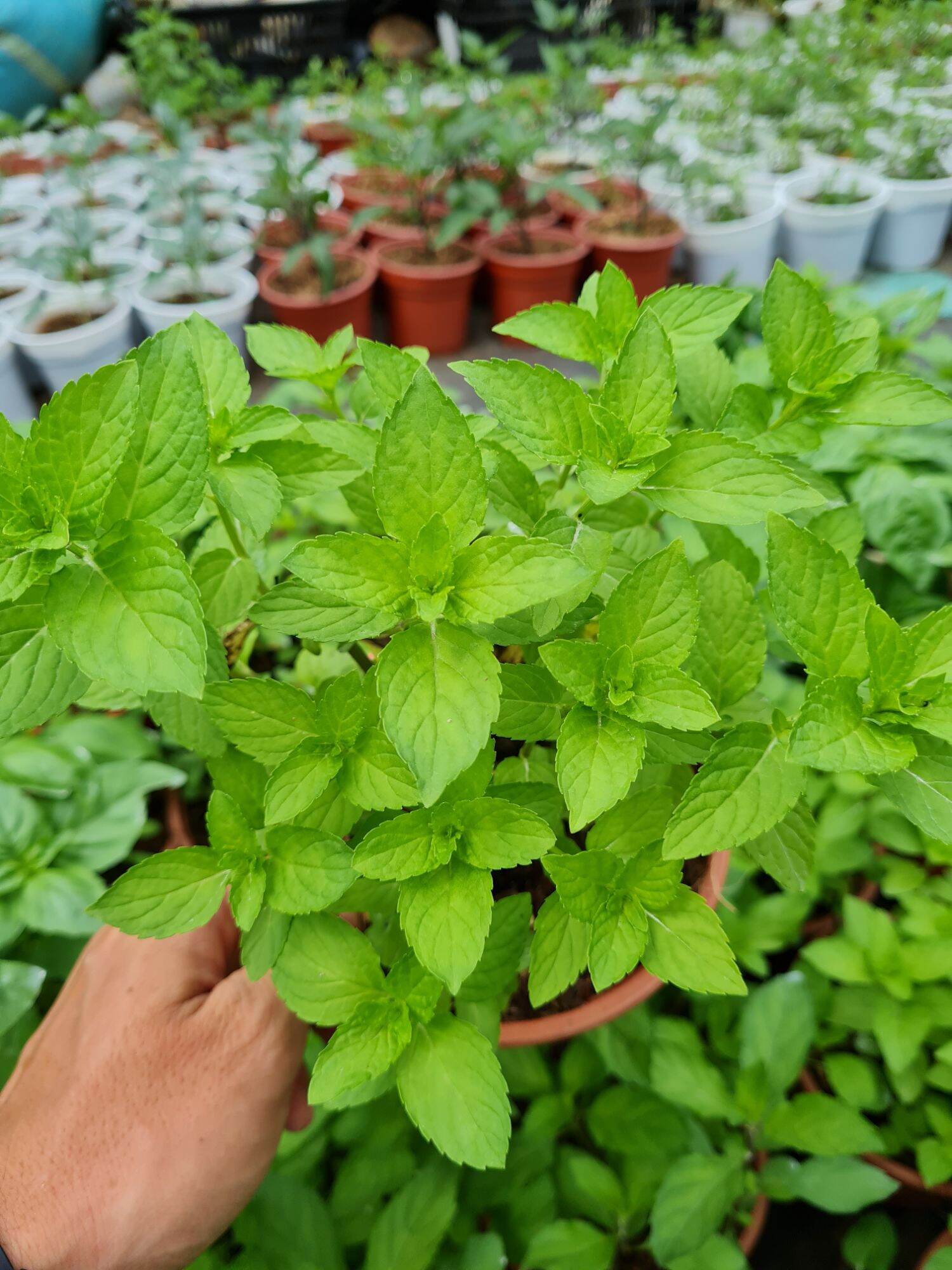 Cây bạc hà Nhật Japanese mint