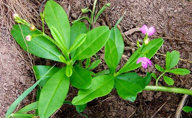 [ Chỉ giao Miền Nam] Cây sâm đất giống ( 5cành giống để giâm, giâm là sống)