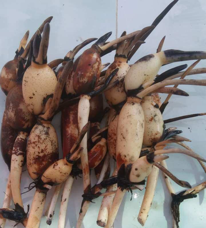 củ sen nhật cam sai hoa màu cam
