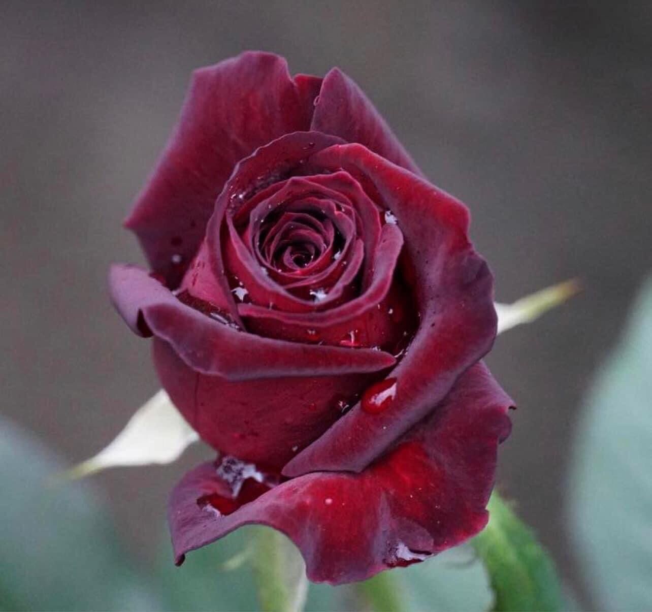 Hoa hồng cổ nhung nb rose