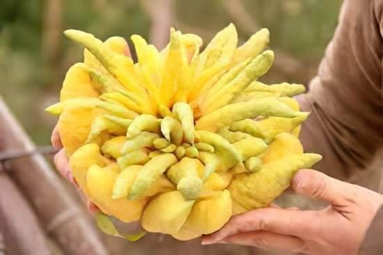 Cây giống phật thủ (siêu sớm)