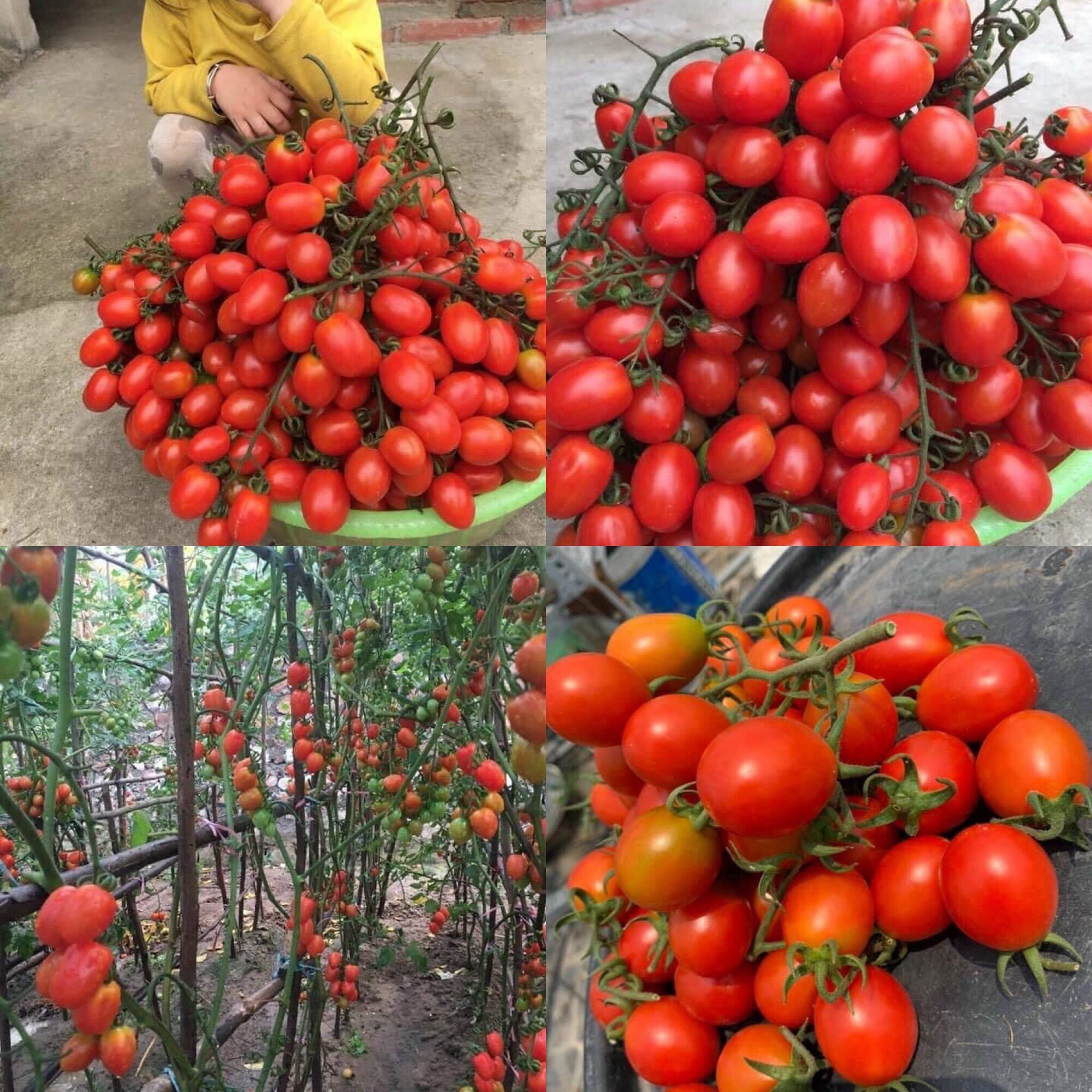 Hạt giống cà chua cherry đỏ đài loan siêu sai quả ngọt