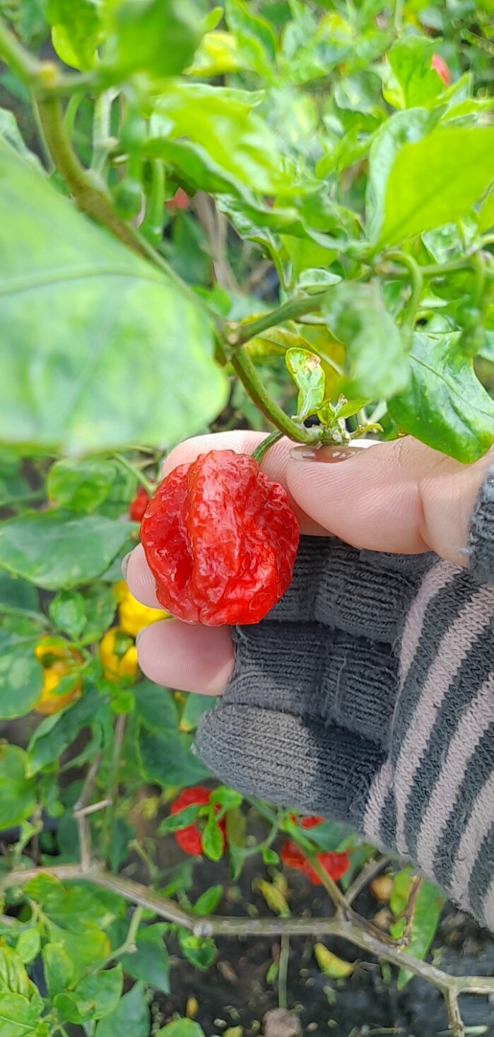 Cây ớt habanero đang trái màu đỏ