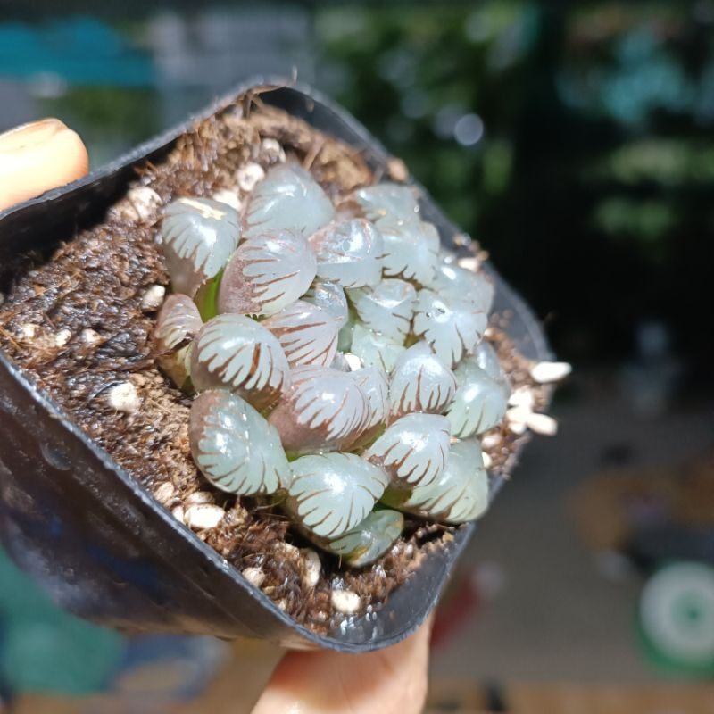 Siêu sale 50%- Sen đá Haworthia Cooperi  Tím .