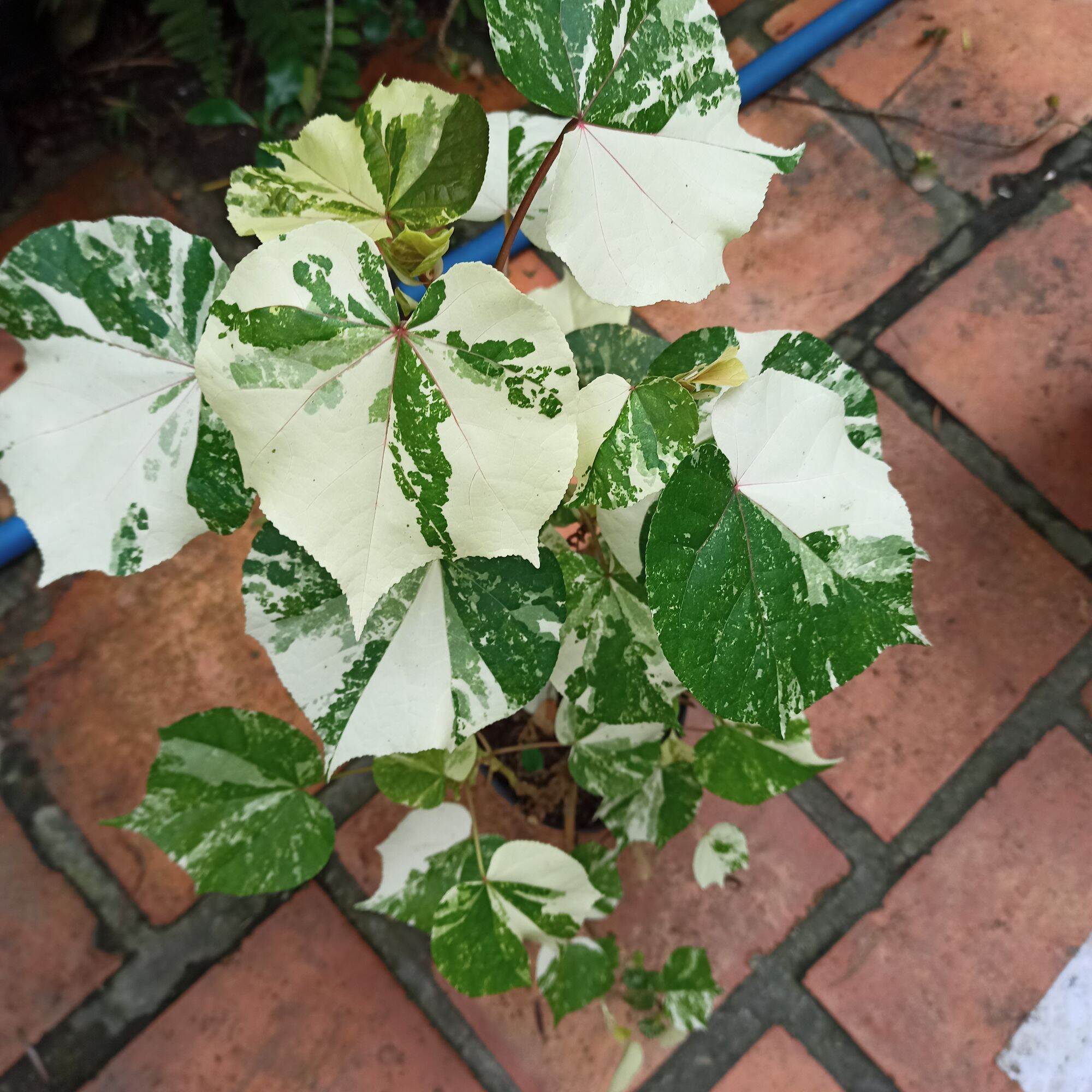 Cây tra var - hibiscus tiliaceus