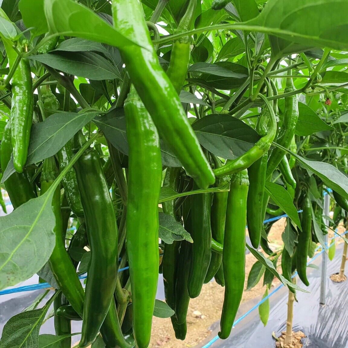 HẠT GIỐNG ỚT DƯA CHUỘT HÀN QUỐC TÁCH 10h