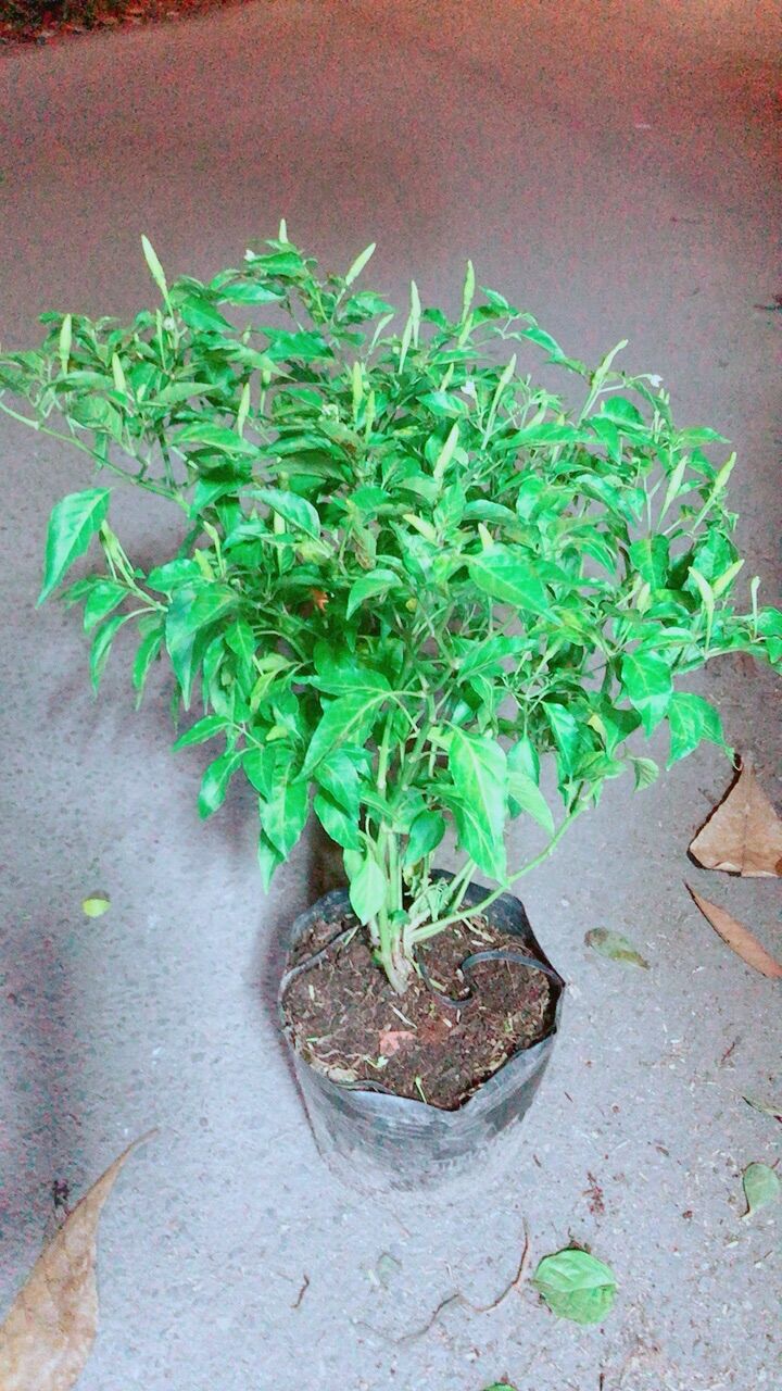 Bụi Ớt Xiêm Cho Sai Trái