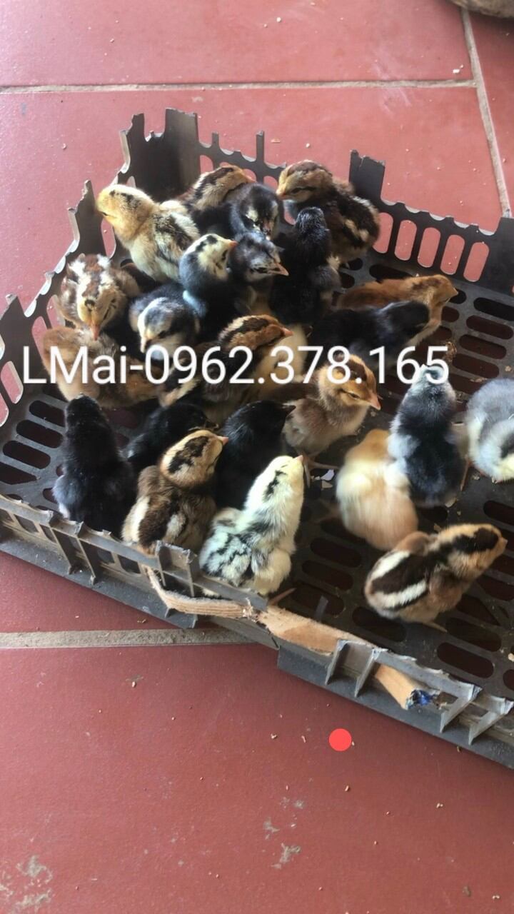 Combo 10 trứng gà chọi ấp nở