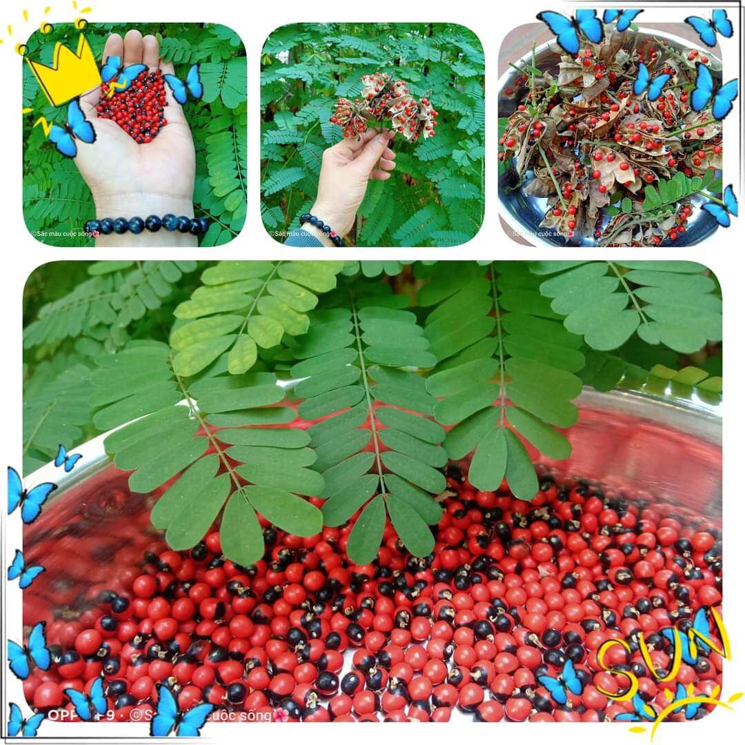 20 Hạt giống cam thảo dây/ chi chi/ tương tư