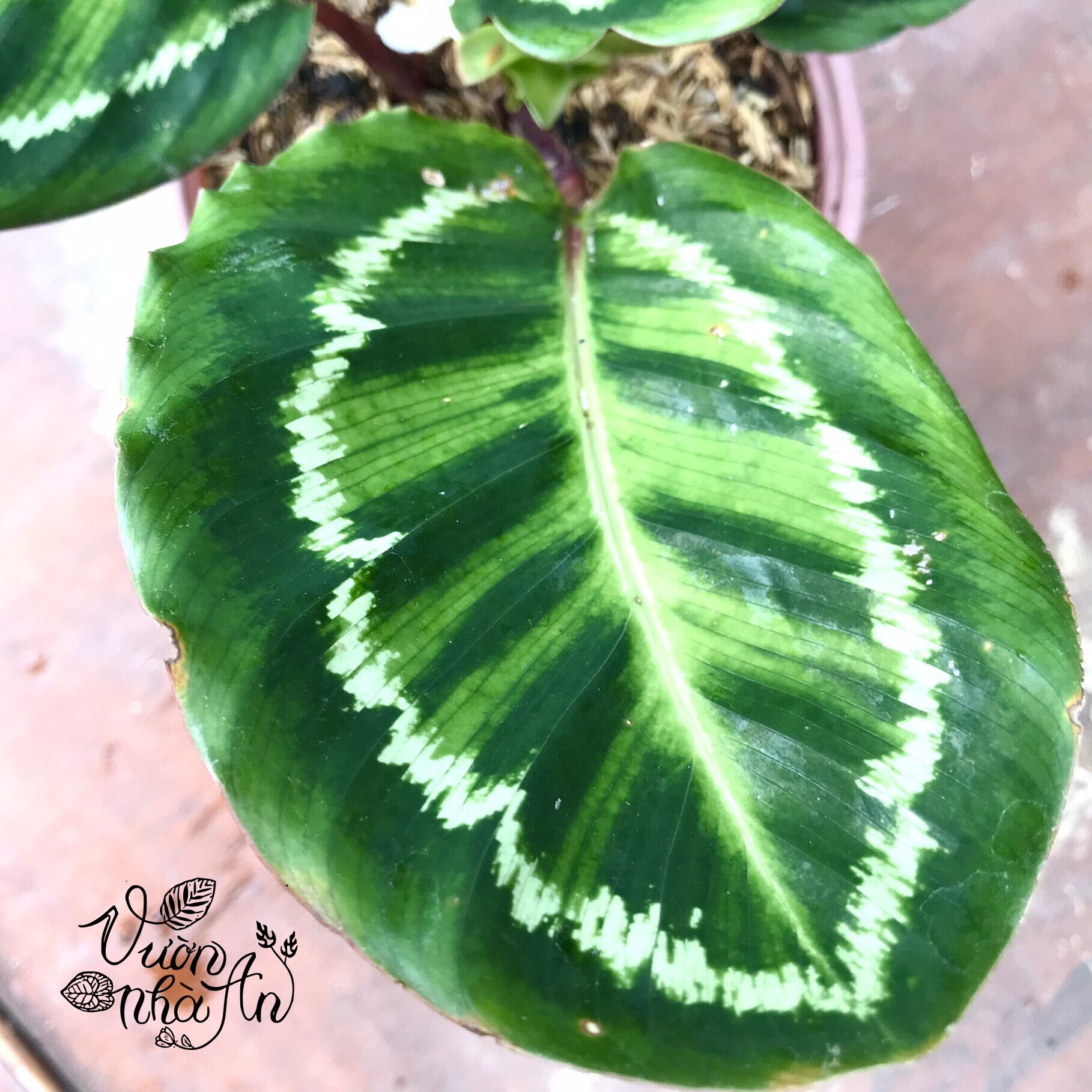 Cây đuôi công viền trắng