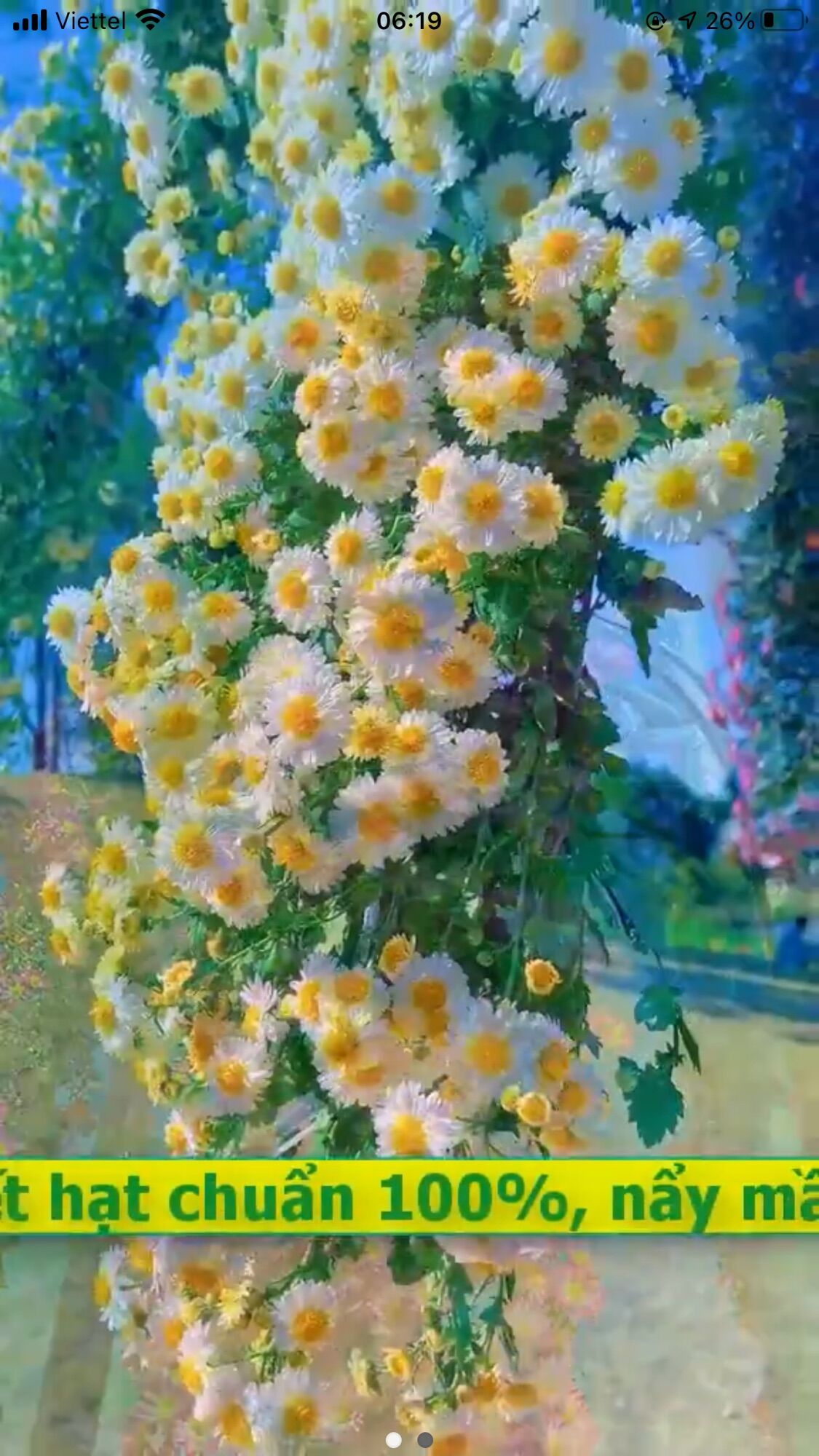 Hạt hoa Cúc Leo Giàn(1 gói)