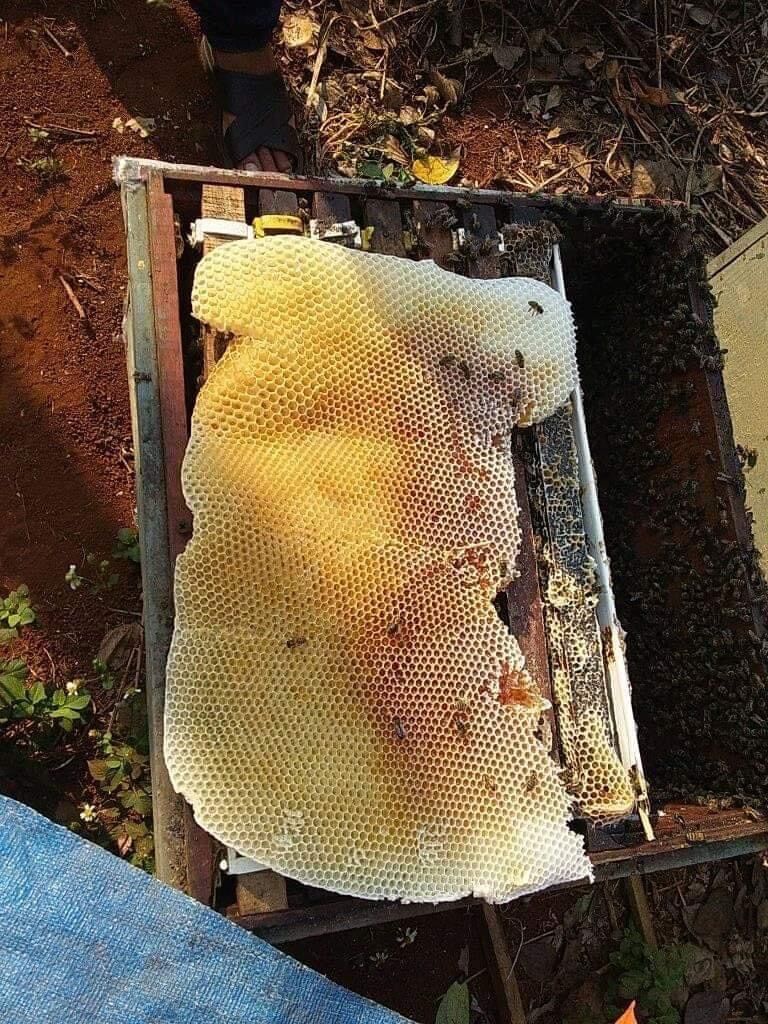 Mật ong hoa cà phê nguyên chất Daklak 2 lít