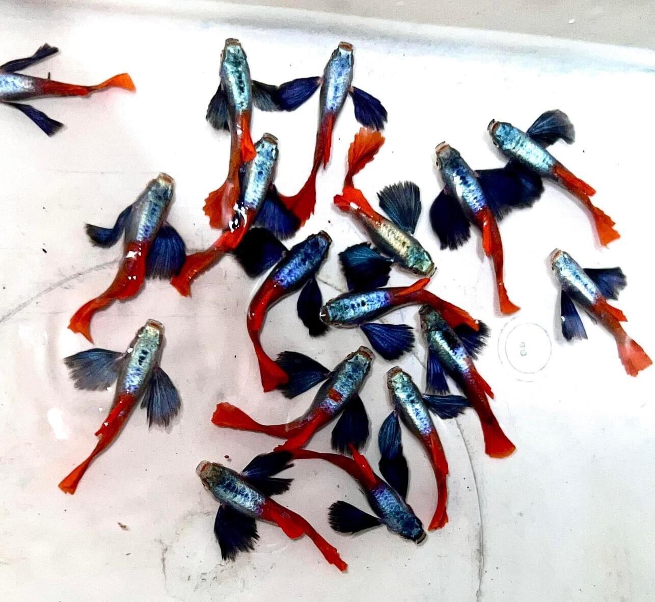dumbo red  - guppy trang trí hồ