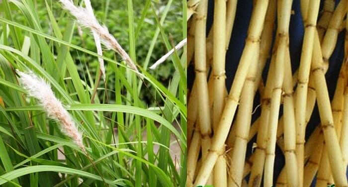 Rễ cỏ tranh hữu cơ 500g