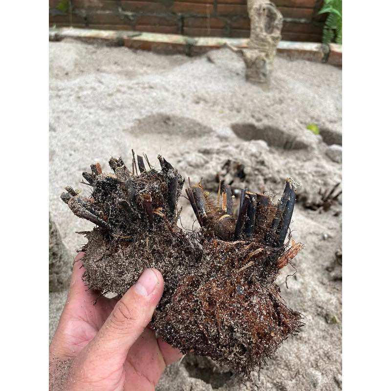 Dương xỉ thân gỗ (đang nhú mầm)