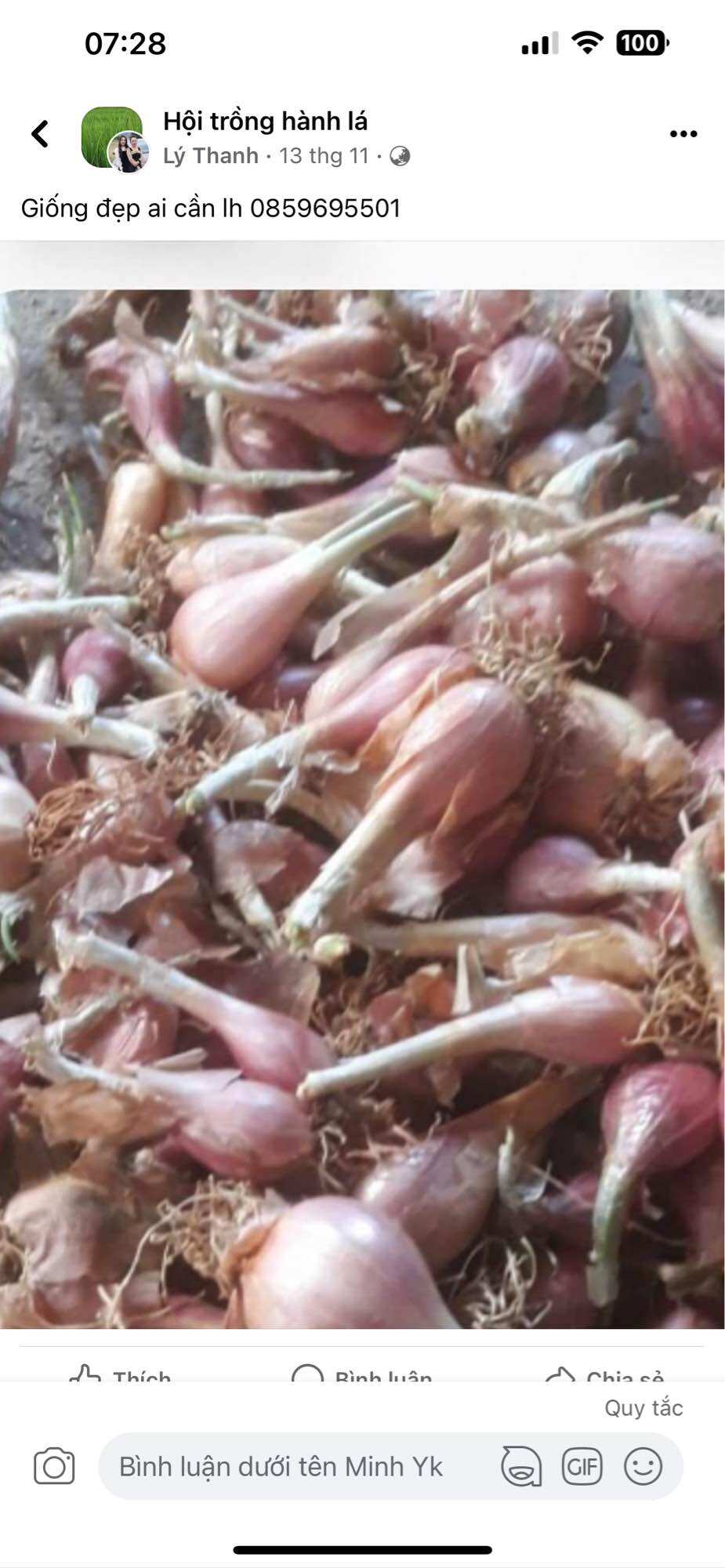 Củ giống hành ba chài