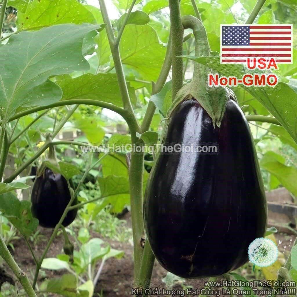 0.1 G Hạt Giống Cà Tím Trứng USA (B1.101| C28*
