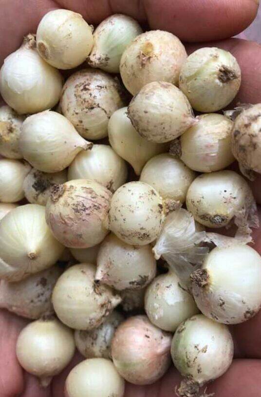 củ hành tăm (củ nén)
