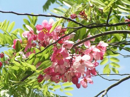 100 gram hạt giống muồng hoa đào