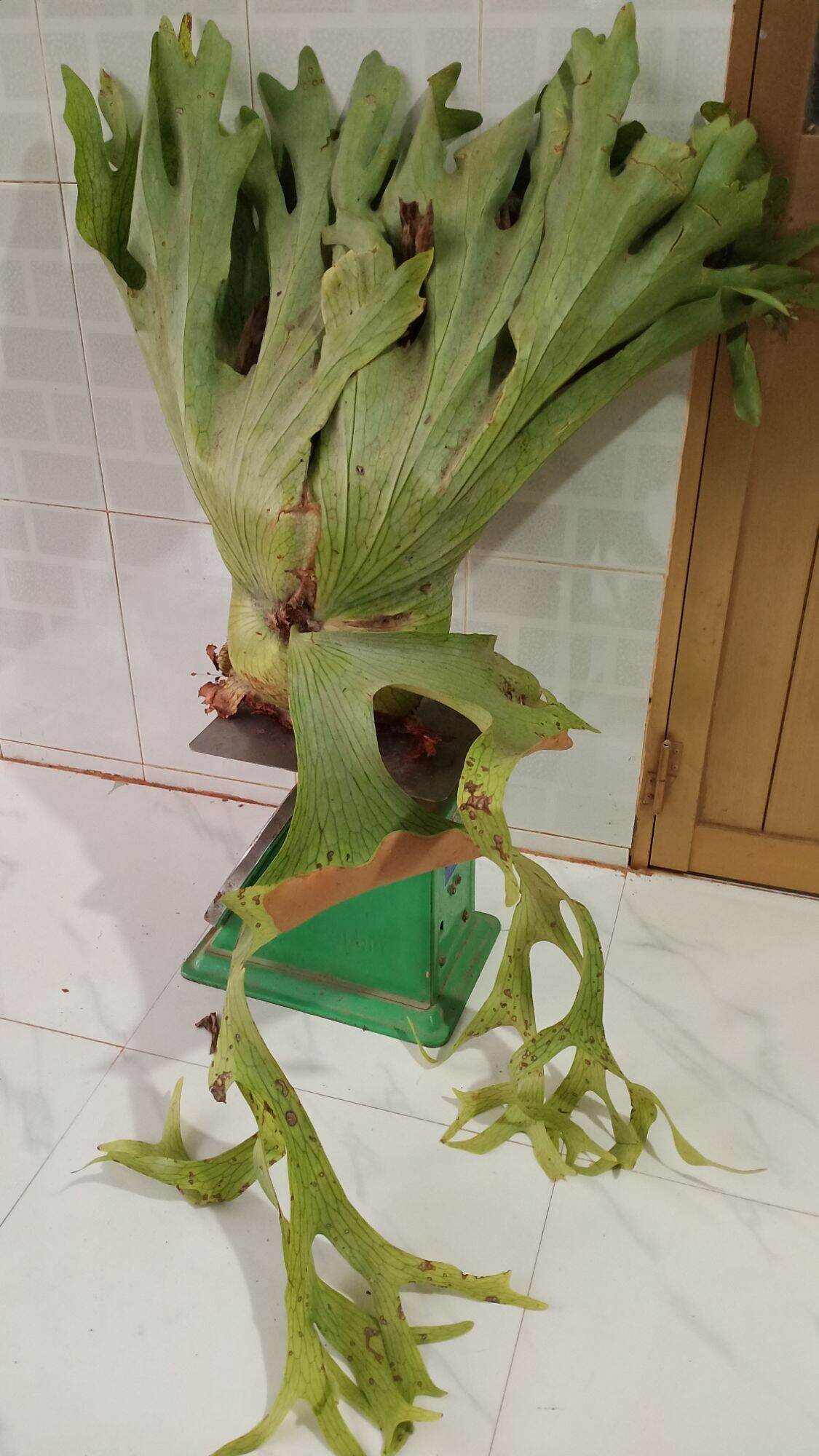 Cây Ổ Rồng Râu To