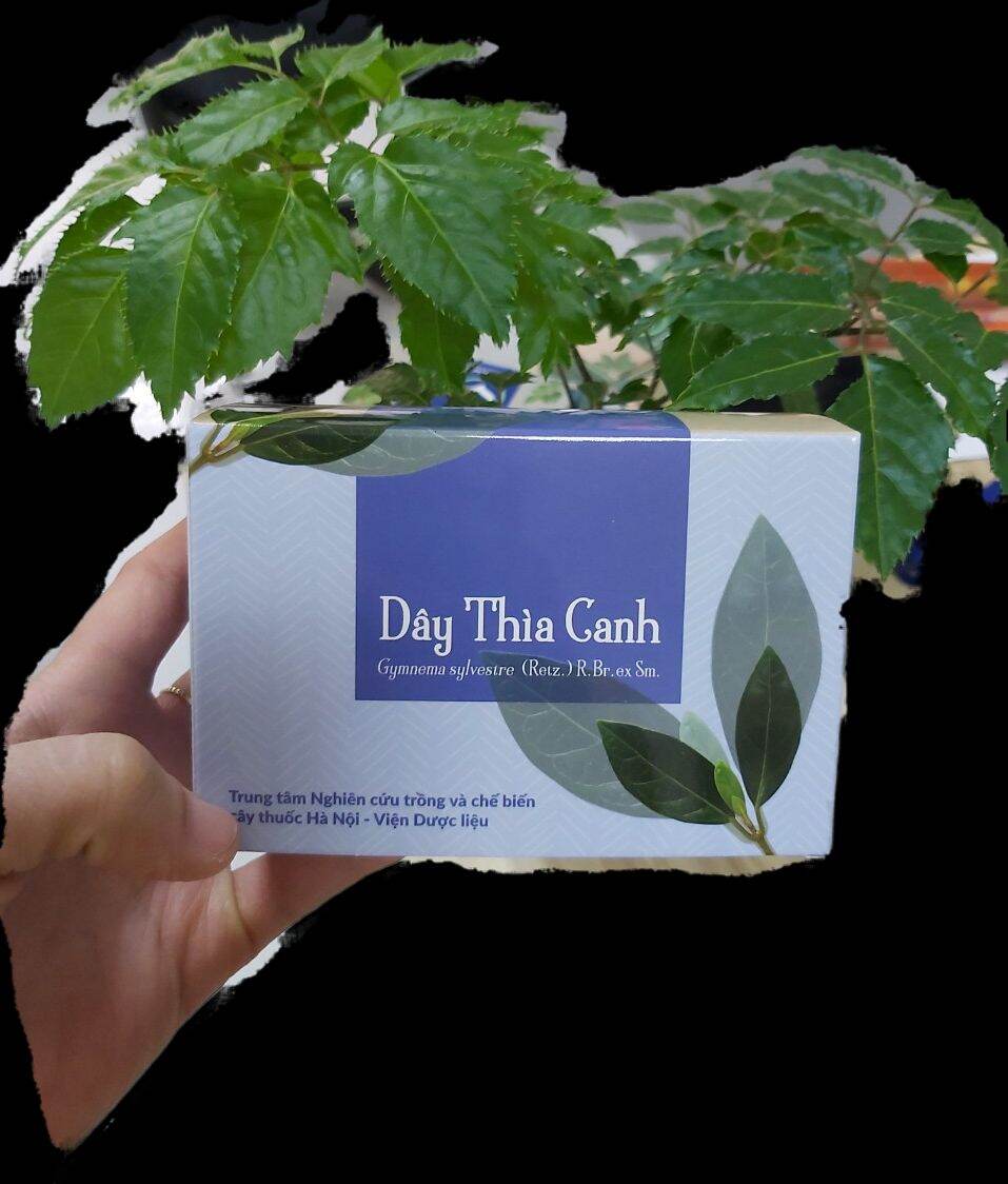 Trà túi lọc dây thìa canh