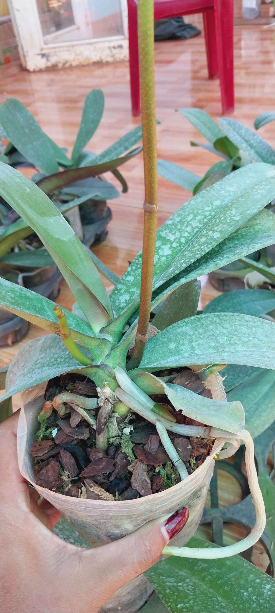 Hoa lan Hồ điệp hoa đại