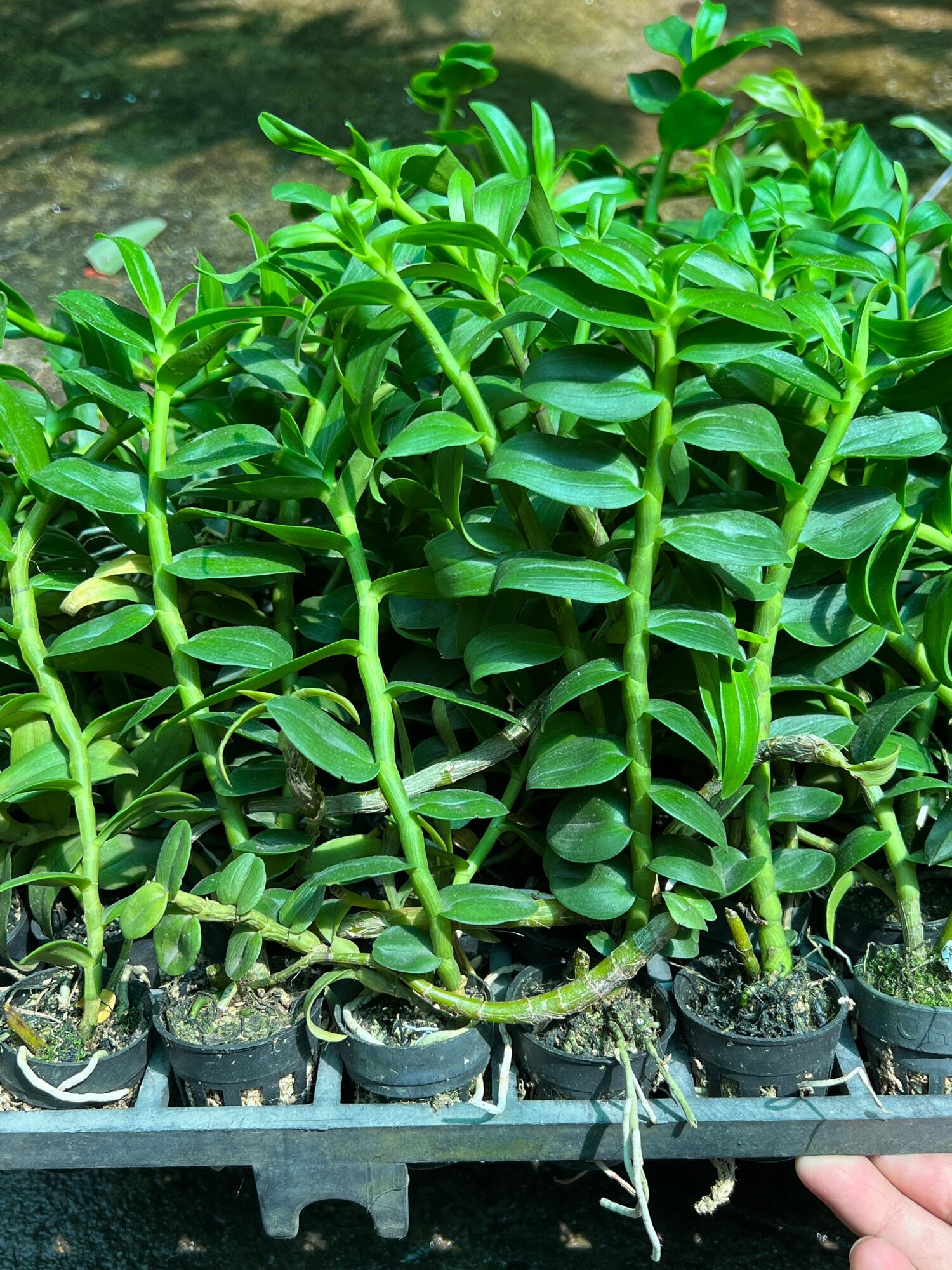 Hoa Lan Phi Điệp gieo hạt cốc 1 thân ( mua 10 tặng 3 ) ( g